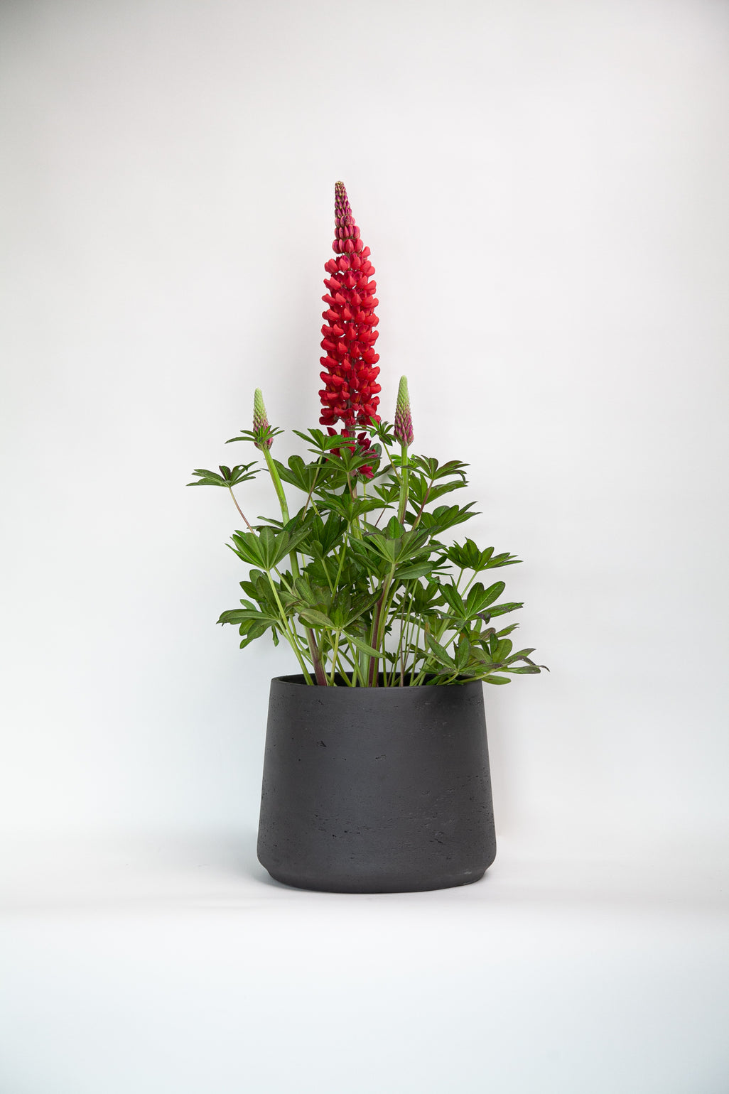 products/Pattandplant._2a6d2e38-e327-488b-894e-b8d42e4902fd.jpg